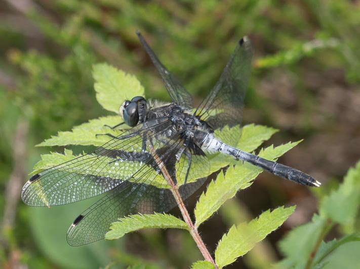 Leucorrhinia albifrons (Dark Whiteface) male-6.jpg